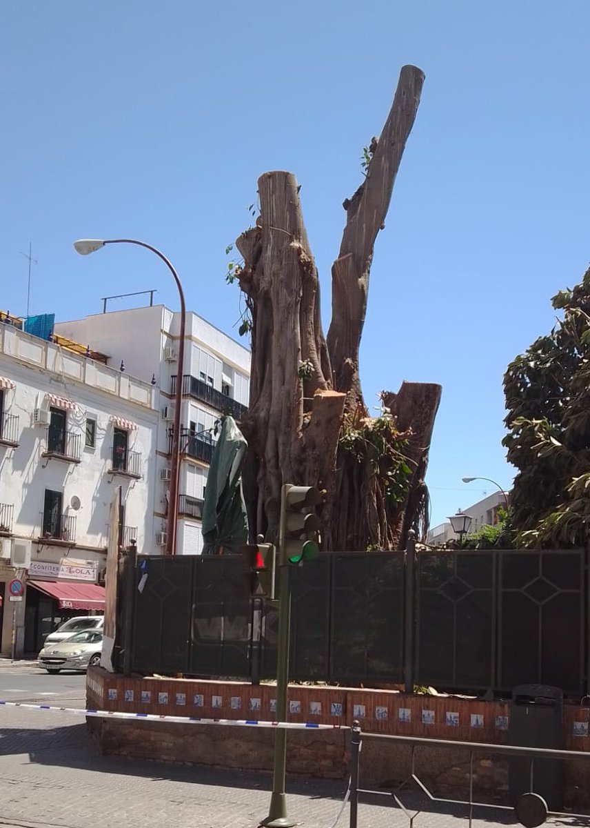 SOSterritorios's tweet photo. El #FicusSanJacinto representa a los más de 21.000 #Árboles talados en la #Ciudad de #Sevilla, en suelos públicos y privados, en los últimos 7 años‼️
El #Arboricidio continúa ya que, según el #PlanDirector del #Arbolado del @Ayto_Sevilla, el 46% de sus #Árboles deben ser talados. https://t.co/4iAFa4dFQg