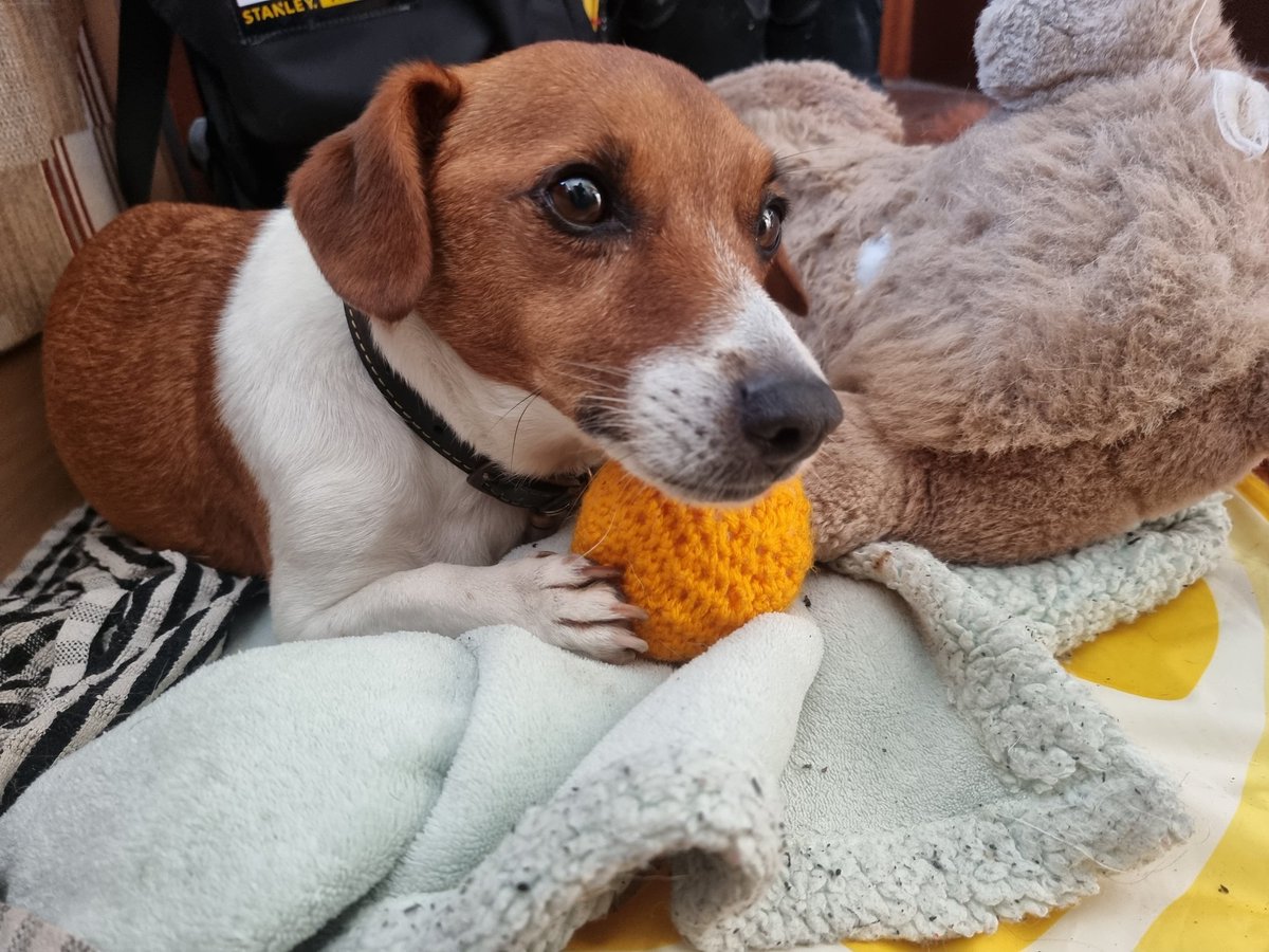 adamwise666's tweet photo. Little Alf holding his new favourite toy. Big things happening over the next wewk or so. Let's hope it all goes to plan https://t.co/xr8btcCxft
