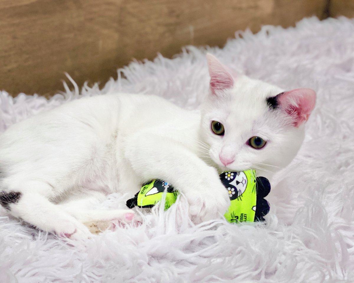 CatCafe Lounge tweet media