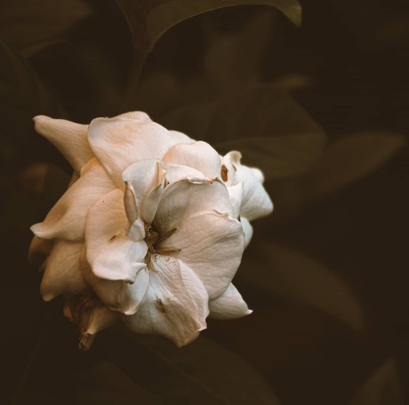shimabach's tweet photo. "Hate" has more "Love" in it than "Love" does.
#life #lifequotes #WritingCommunity #NaturePhotography #fridaymorning #flowerphotography #quoteoftheday #motivation #naturelovers #Flowers #loveislove #FloralPhotography #summertime #LifeLessons #rainyday #macrophotography #wildlife https://t.co/TJRDX2Ze0O