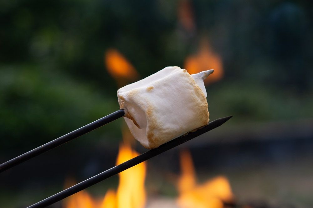 What happens when roasting a marshmallow over a campfire? Gelatin melts (hence why it slides off!), sugars and proteins react (Maillard reaction) and the outside dries out. foodcrumbles.com/roasting-marsh… #foodscience #campfire