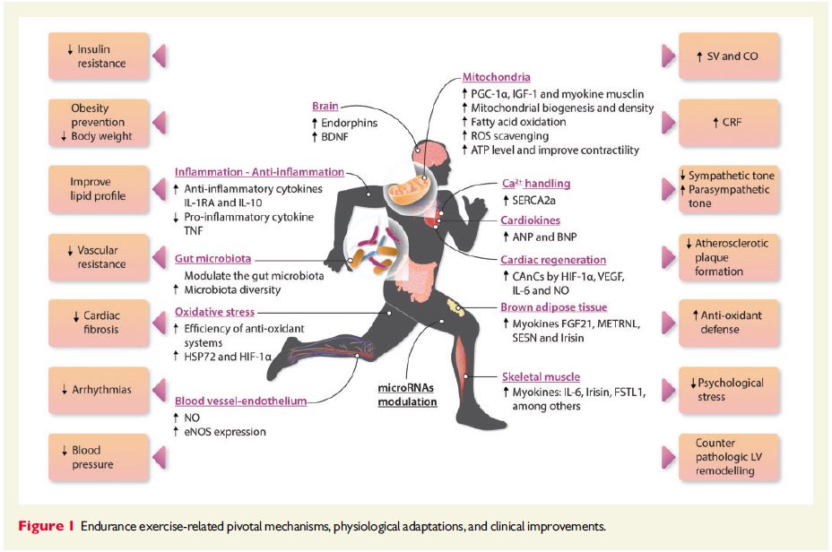 EJERCICIO FÍSICO y SALUD 🏃🏽‍♀️ 
No Existe ningún fármaco que brinde todos estos beneficios 
#CardioTwitter 

academic.oup.com/cardiovascres/…