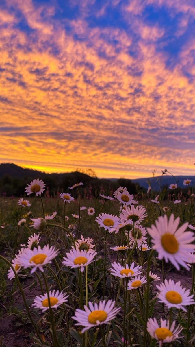 greendreamvibes's tweet photo. sunset with flowers https://t.co/gK50bfcN6z