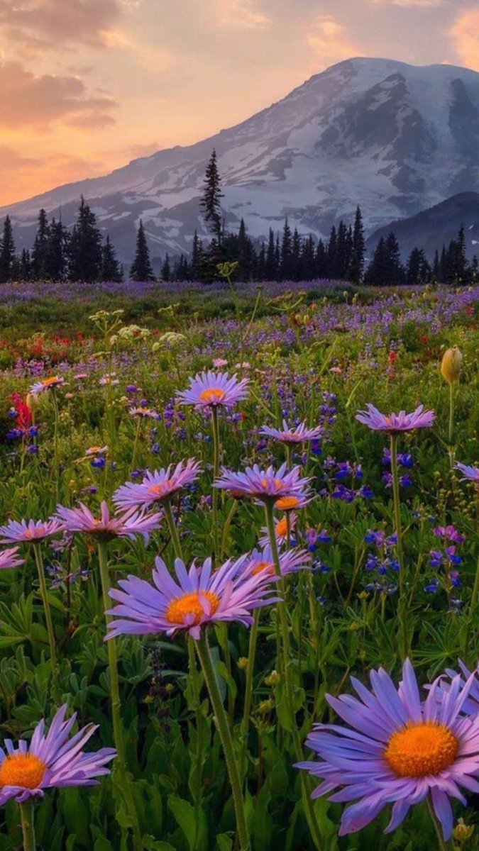 greendreamvibes's tweet photo. sunset with flowers https://t.co/gK50bfcN6z