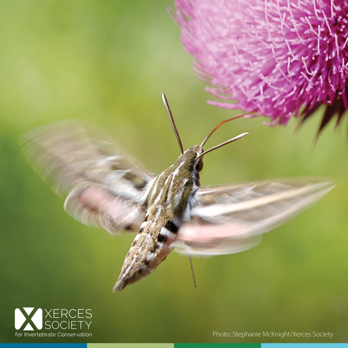 Bumble bees are often yellow
Mussels keep our rivers blue
Moths are very friendly fellows
Invertebrates need help from you! 

For #NationalBadPoetryDay we invite anyone and everyone to join us in creating a thread of mediocre invertebrate-themed poetry. 🧵

⬇️ Reply with yours!