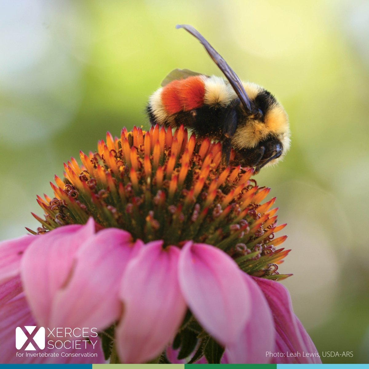 xercessociety's tweet photo. Bumble bees are often yellow
Mussels keep our rivers blue
Moths are very friendly fellows
Invertebrates need help from you! 

For #NationalBadPoetryDay we invite anyone and everyone to join us in creating a thread of mediocre invertebrate-themed poetry. 🧵

⬇️ Reply with yours! https://t.co/vLjRWgxd91
