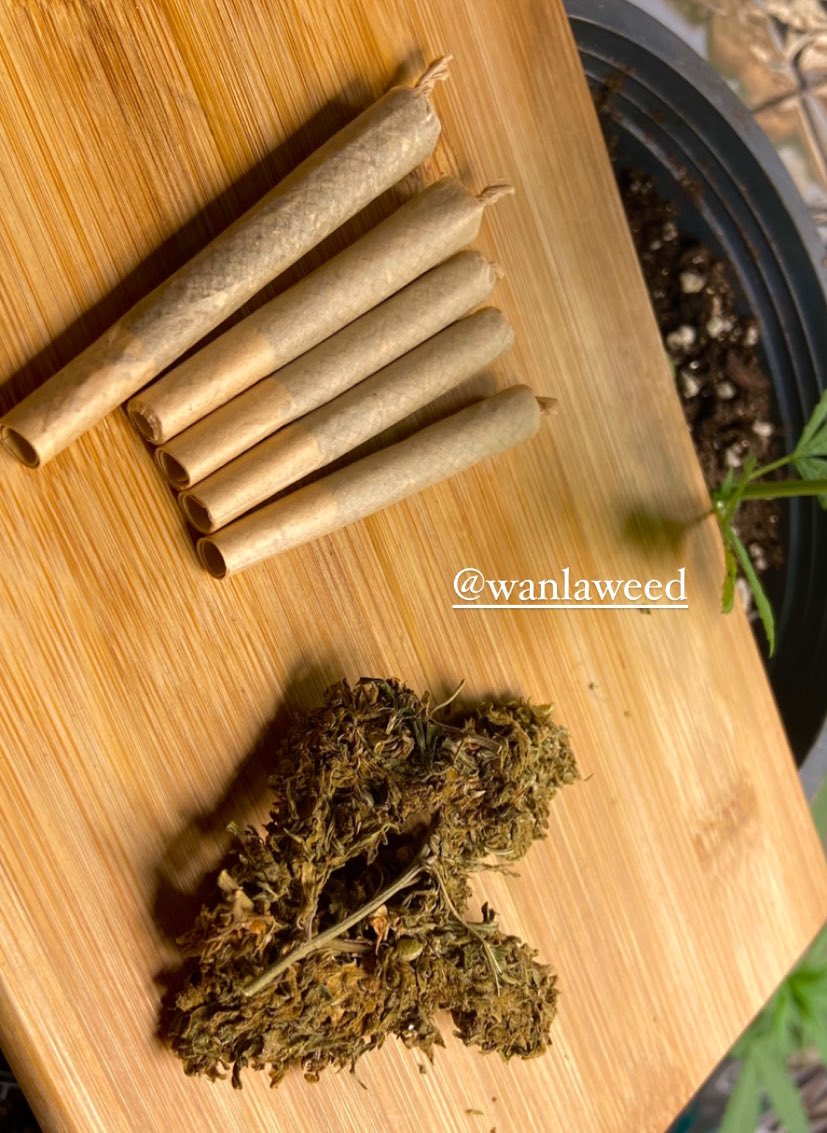 chillpunpot's tweet photo. อัตเดทราคาพันลำ 🥦☘️

เข้ากลุ่ม https://t.co/24w2DAAMPs

#bangkokweed #weed #พันลำ #thaiweed #สายเขียว #กัญชา #กัญชาออแกนิค #กั��ชาอัดแท่ง #กัญชาog  #กัญชากรุงเทพ  #กัญชานอก #ดูดเนื้อ #กัญชาไทย #กัญชาด้ายแดง #กัญชาโอจี  #กัญชาสงขลา #กัญชาหาดใหญ่ https://t.co/fXbZwkRaFf