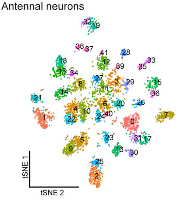 It's here!! My first first-authored paper (with amazing co-first <a href="/margo_herre/">Margo Herre, MD, PhD</a>) exploring the molecular coding of the mosquito olfactory system. 

Contributing this kind of sensory neuroscience has always been a dream of mine. Exhausted, but proud!✨

doi.org/10.1016/j.cell…
