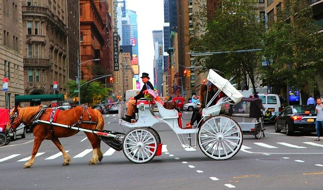 dolphindefender's tweet image. Did you know @Groupon also sells #devastatingdeals to #NYC horse carriages? Groupon, please stop supporting animal cruelty.
