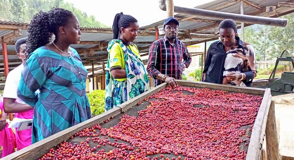 Muhangadis's tweet photo. #BiriKuba Guverineri wa @RwandaSouth Mme @AKayitesiAlice yasuye Koperative ihinga kandi ikanatunganya #Ikawa "#Abateraninkunga ba #Sholi" ikorera i @CYEZA_Sect, aho bari kumwereka uko ikawa itunganywa kuva isaruwe kugeza itunganyijwe ikoherezwa ku isoko mu Rwanda no mu Mahanga. https://t.co/X2VuiUBLXM