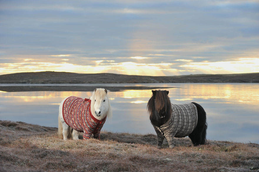 hoping to encourage tourism, Scotland placed a couple of Shetland ponies in sweaters and it might be the best promotional campaign ever