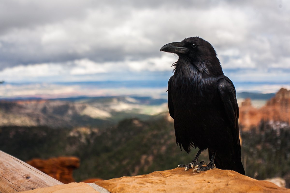 The hour of light has come.
Bring bones, clay, mud
To rise for the raven’s call.

Speaking alone
Has ever given flesh.
Prophesy then to the bones.

The word is the land is the word is the land.
We are not finished here yet.

Arise. Come. I take you into my hands.

#titlepoem