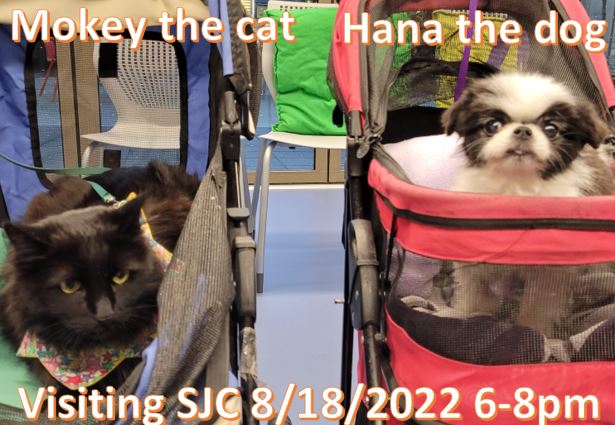 myriah_s's tweet image. At San Jose Airport this evening! Please say hello to Mokey the therapy cat and Hana the 4lb therapy dog! We will be visiting both terminals between about 6 and 8 pm. @APTherapyDogs @FlySJC #airporttherapydogs #therapydogs #therapycats #therapypets #loveonaleash