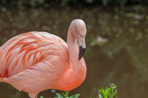 Paignton Zoo tweet media