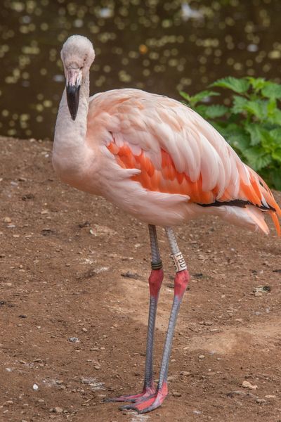 A visit to Paignton Zoo always begins with our iconic flamingos! 🦩