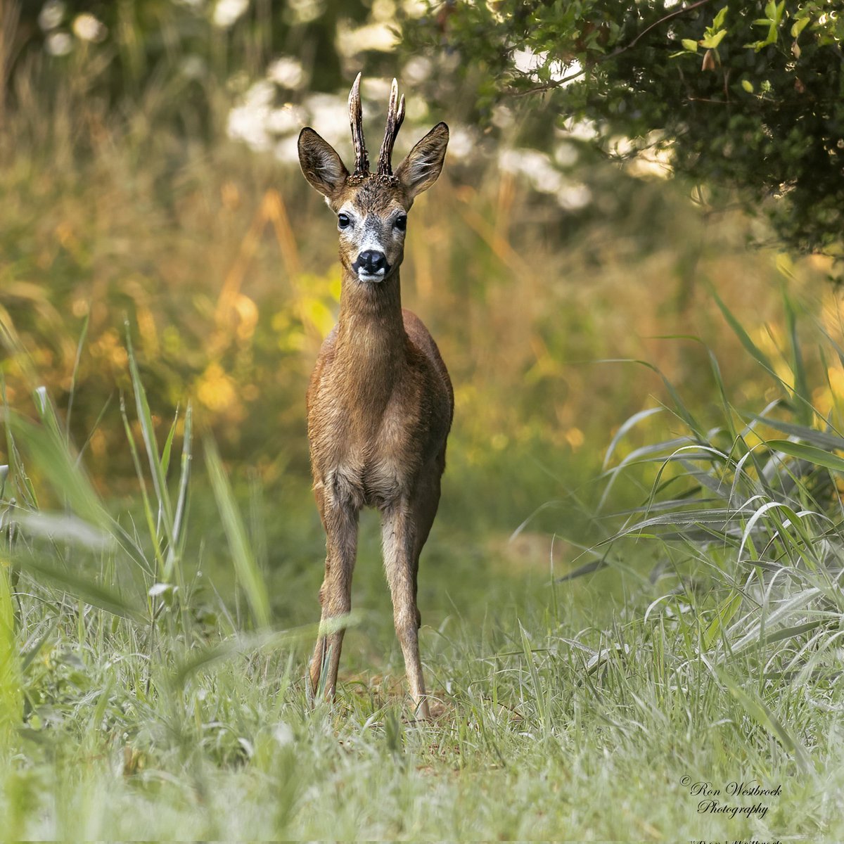 RonWestbroek's tweet photo. Roe Deer
Reebok

#naturelovers #wildlife #wildlifephotography #omsystem #nature #natuurmonumenten #animallover #animal #zoomnl #natuurfotografie #chipfotofeed #saveearth #natuurmonumenten
#500pix #volgdenatuur
@OMSYSTEMcameras 
@ZOOMnl 
@Roots_NL 
@NatuurfotoNL https://t.co/4dzrL7QVIP