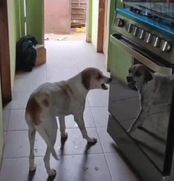 corridosybandas's tweet photo. Como cuando tu mismo te caes mal y no te soportas https://t.co/P6NwCJpfza