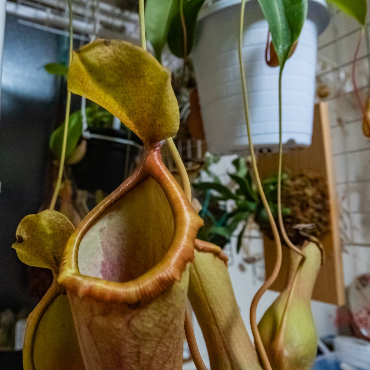 KohNish's tweet photo. もうすぐ食虫植物が安くなる季節！
先週買ったネペンテス・アラータ
このサイズで800円！

#植中毒 #観葉植物 #ウツボカズラ
#nepenthes
#rx0m2 https://t.co/xv0U47SaGM