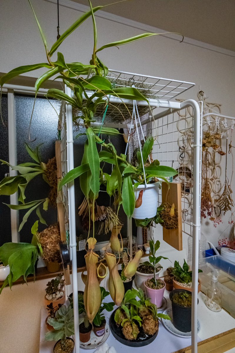 KohNish's tweet photo. もうすぐ食虫植物が安くなる季節！
先週買ったネペンテス・アラータ
このサイズで800円！

#植中毒 #観葉植物 #ウツボカズラ
#nepenthes
#rx0m2 https://t.co/xv0U47SaGM