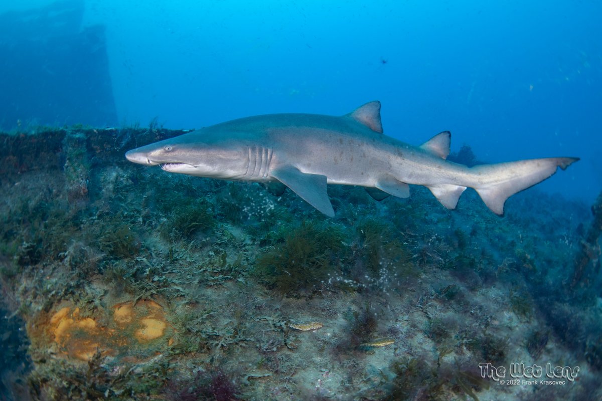 SpotASharkUSA's tweet photo. Exciting news!  🎉🦈
Claud the #sandtiger #shark has been spotted again for the first time this year in June on the wreck of the #Aeolus by super-collaborator &amp; photographer Frank Krasovec! 🦈
We are so happy to see Claud again after a year-long wait. 🎉
Follow thread for more! https://t.co/e21JH6UhDc