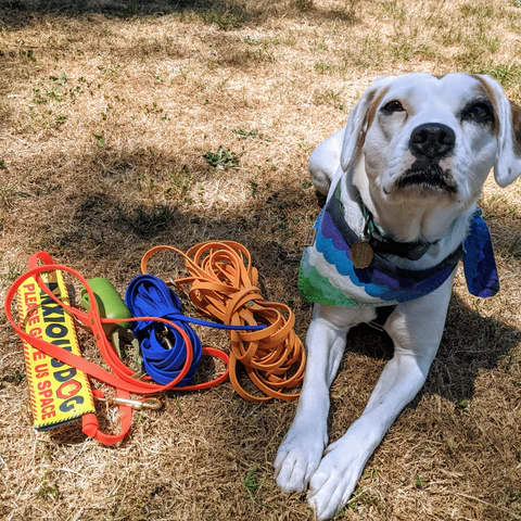 hightailhikes's tweet photo. Quimet is an anxious girl, and long lines help her to create space from things that worry her.

Has using a long line helped your anxious dog? https://t.co/e1RJBc6cd5