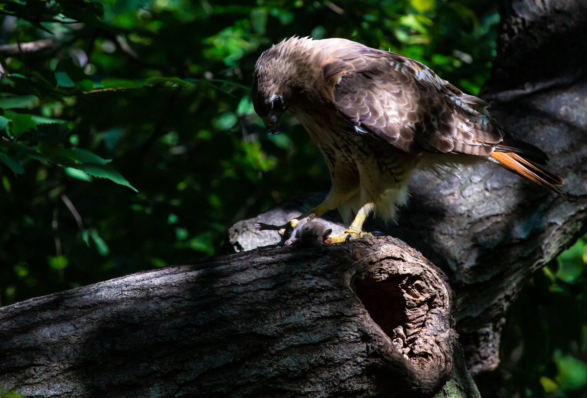 Rough morning in #theramble <a href="/BirdCentralPark/">Manhattan Bird Alert</a> #5dmkiii <a href="/CanonUSA/">CanonUSA</a> #NYC