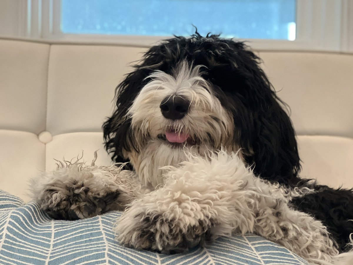 juleslarson's tweet photo. Some days I cannot handle this cuteness. https://t.co/GdYyJrbSCe