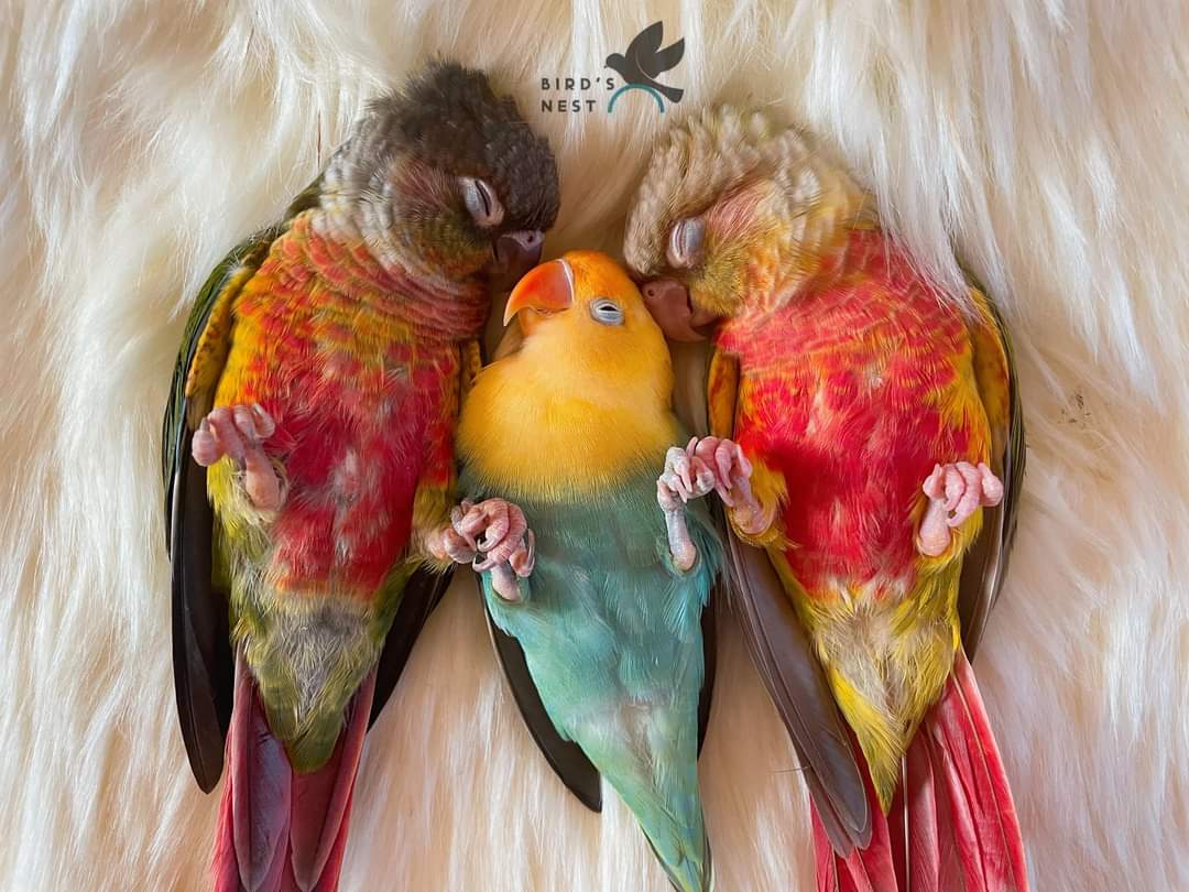 Flavio Meira Silva 🦜🇧🇷🔺️ tweet media