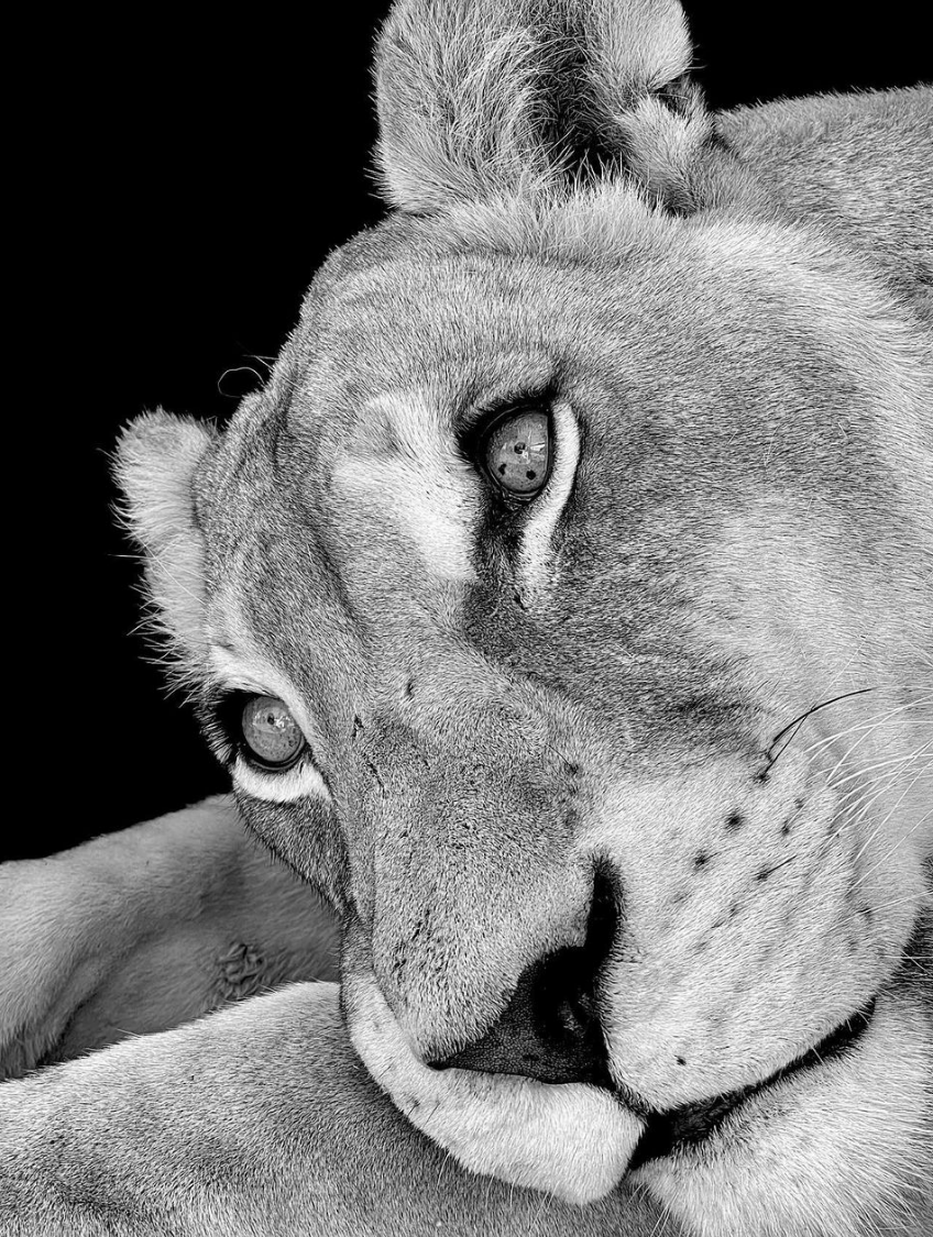 #RestInPeace #RIP #LivyTheLion