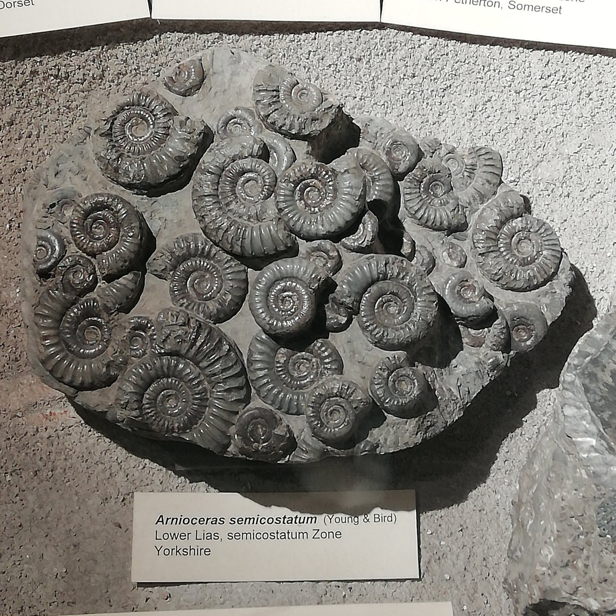 deselbysgold's tweet photo. Crystals & fossils at the Bristol Museum #TrippyShit π https://t.co/KEnyIPnWe9