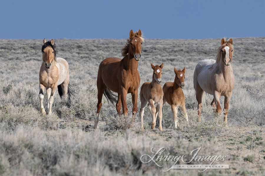 pferderesonanz's tweet photo. Wild Hoofbeats:   Please Comment to Stop BLM’s Wild Mare Sterilization Research https://t.co/Emm0kWptYQ powered by https://t.co/NngGyrFOIe https://t.co/qflbn3PHuK