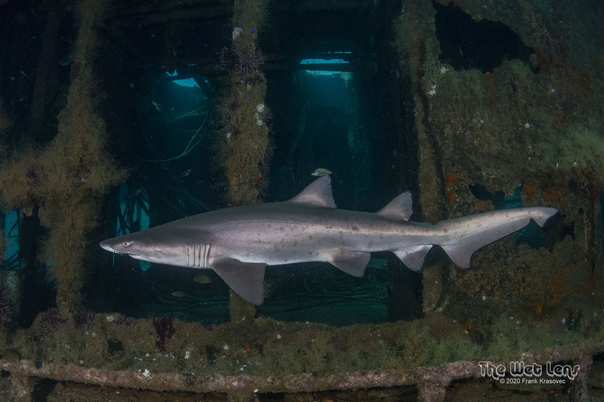 SpotASharkUSA's tweet photo. For background, Claud was named by our partner &amp; shark conservationist Tanya Houppermans of Blue Elements Imaging and Exploration. 🦈
This NC wreck-loving sand tiger was named after the amazing and legendary North Carolina pioneer #SCUBA diver, Claud Hull.
📷Frank Krasovec 2020 https://t.co/6W248Hzl4P