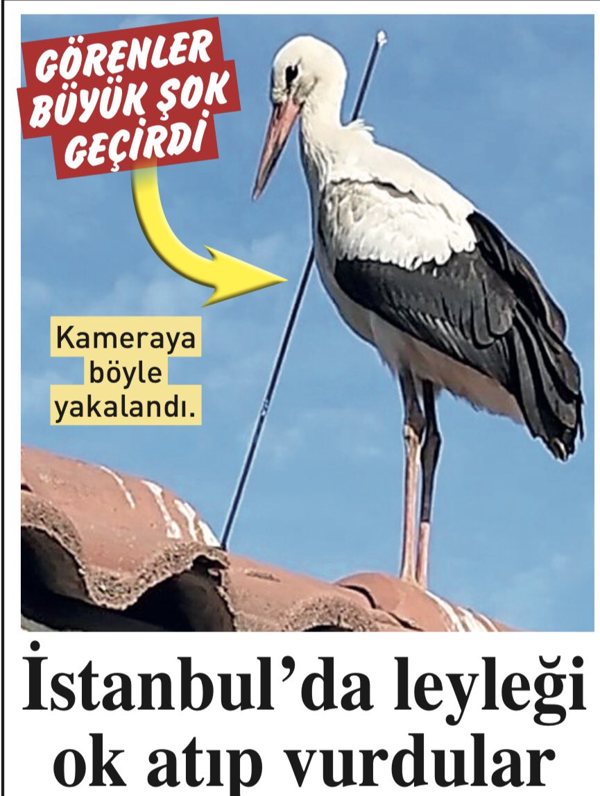 Ekipler yardım etmek için yakalamaya çalıştı ancak kaçtı. Böyle yaşaması imkansızmış… Vicdansızlar