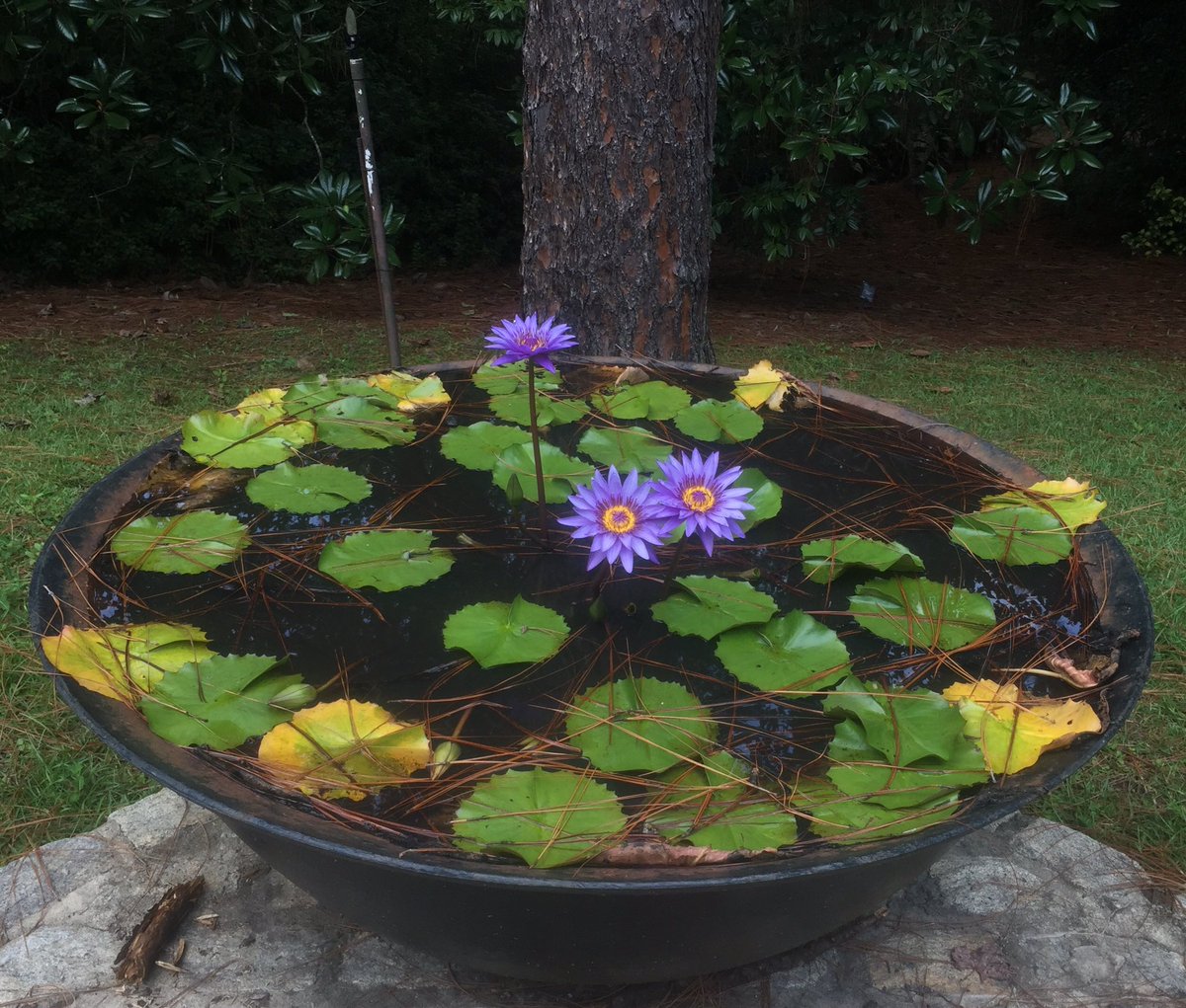Striking purple water lilies blooming in the syrup kettle <a href="/MobileGardens/">Mobile Gardens</a>.