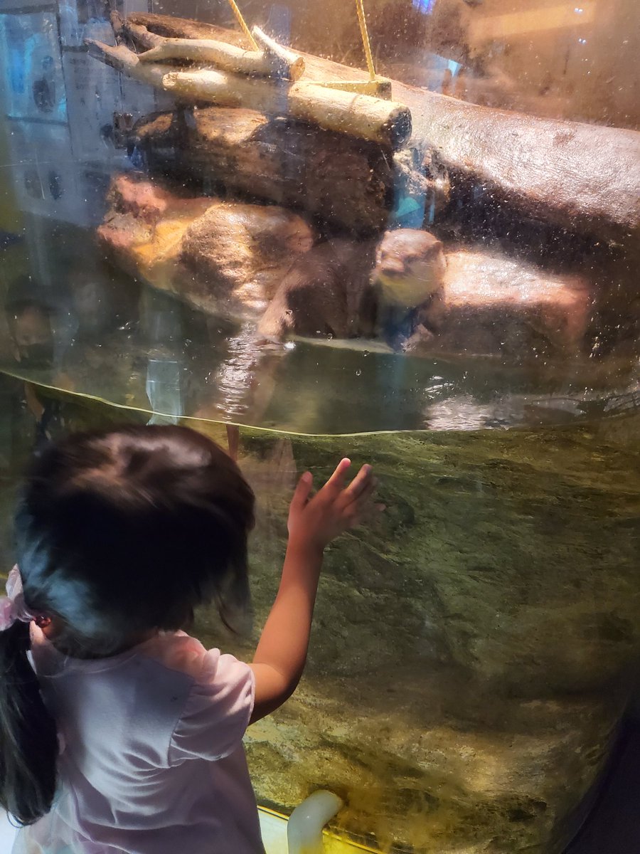 娘との水族館デートで思わぬ拾い物。売上の一部がこの子達の餌代として寄付されるそうな。
#小樽ビール
#おたる水族館
#コツメカワウソ 
#家飲み