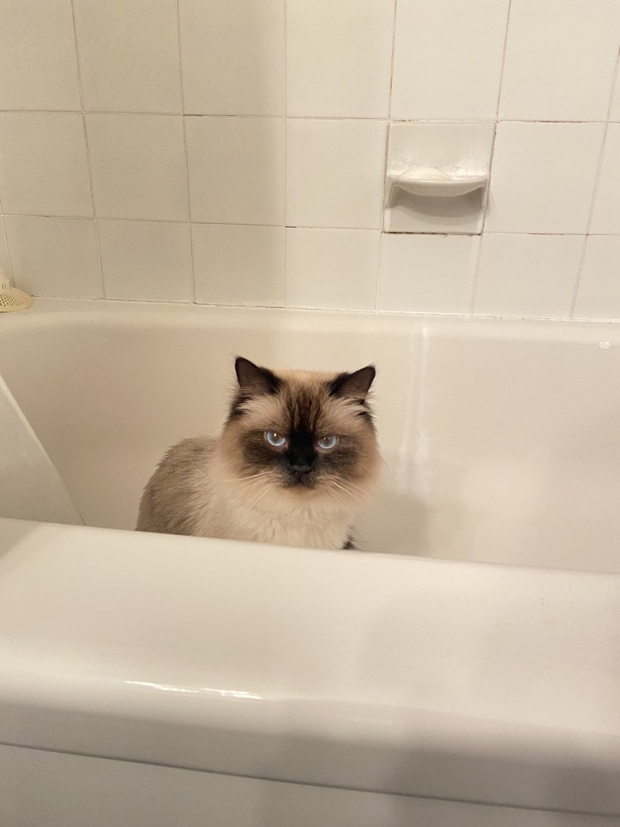 I thought we were playing hide and seek human 🛁😳