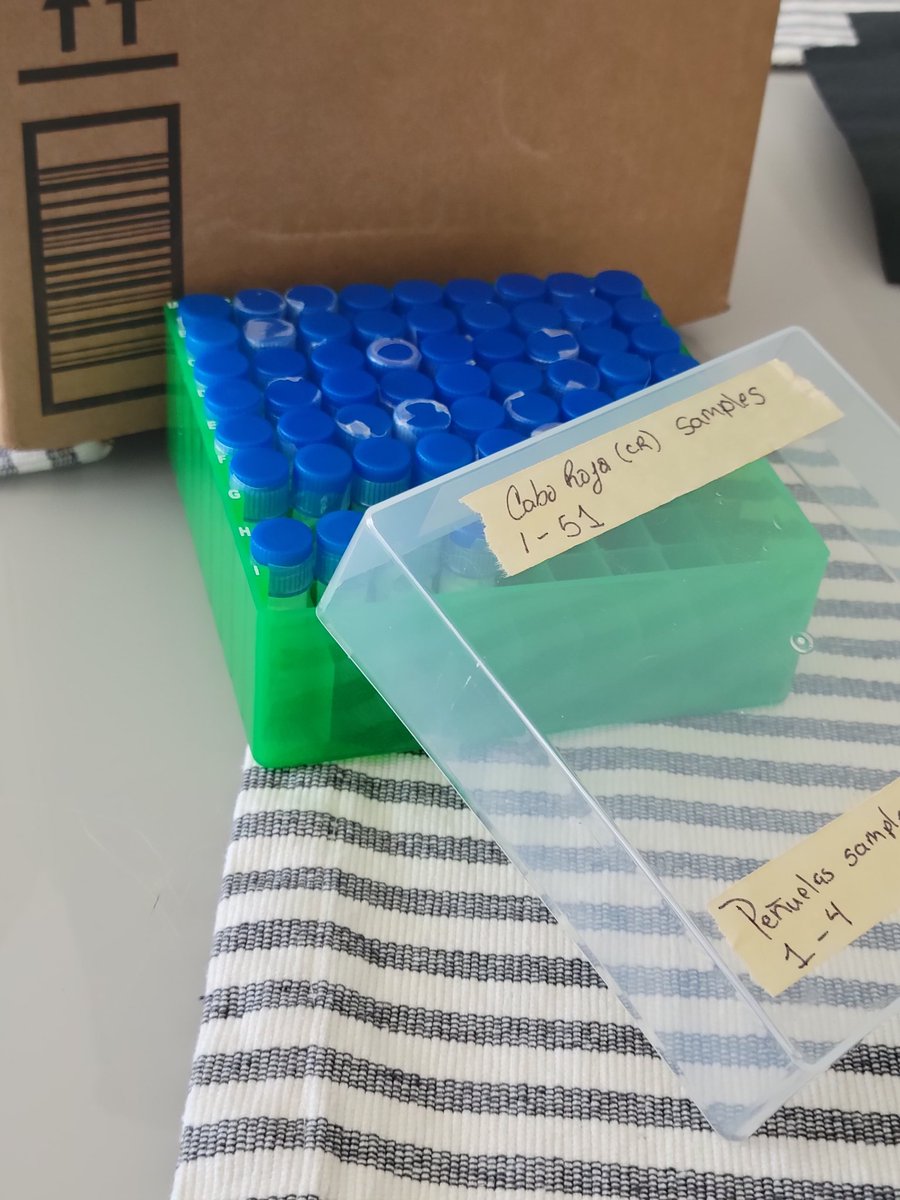 Luis_Ramos126's tweet photo. Prepping #LeastTern 🐥 💩 samples to send it to @CornellBirds @DrGemClucas to analyze.
Samples were collected under scientific collecting permit MBPER0046018.
#seabirds #caribseabirds #ornithology #breedingbiology #TEAMLETE #eDNA #fecalsamples #diet #fieldwork #avesmarinas https://t.co/MUpTI8HnCs