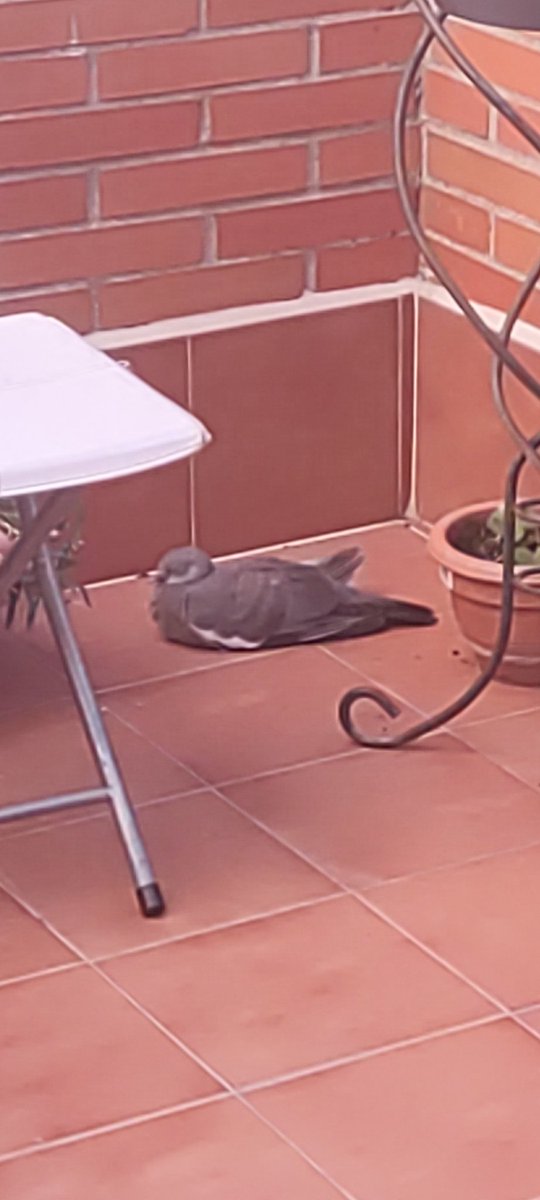 Angelyarg's tweet photo. Y por si mi vida no fuese bastante acontecida... Ha caído una paloma en mi patio con el ala rota y estoy en crisis porque no tengo a nadie que me ayude a sacarla 🥲 y yo no pienso acercarme. https://t.co/g4BDw2PCct