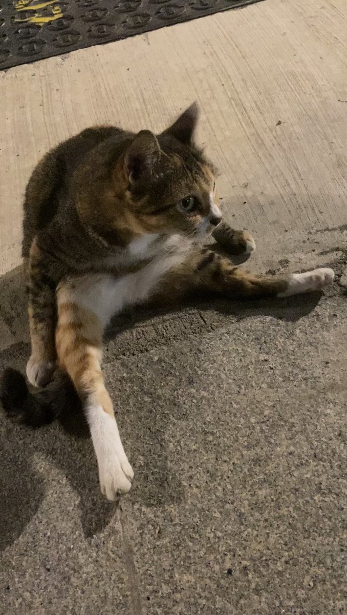 jelenasim_sgowl's tweet photo. #throwbackwed #kittythatsitlikeahuman #everdrop #ahmeow #cutekitty #kpokitty #sgkitty https://t.co/sSrQEoZk0R