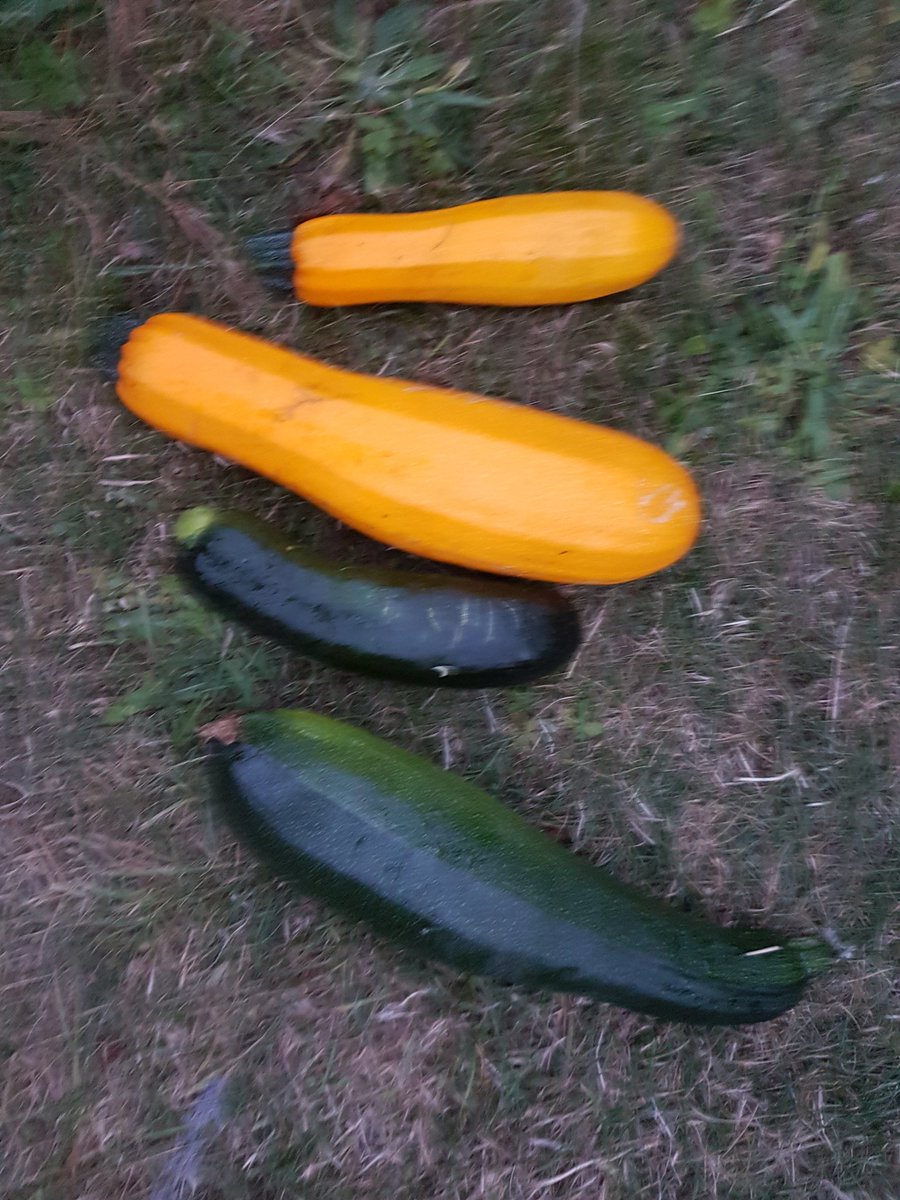 DanEames1127's tweet photo. When you complain your courgettes aren't really growing much this year the find this...whoops https://t.co/xJeVU8TiCv
