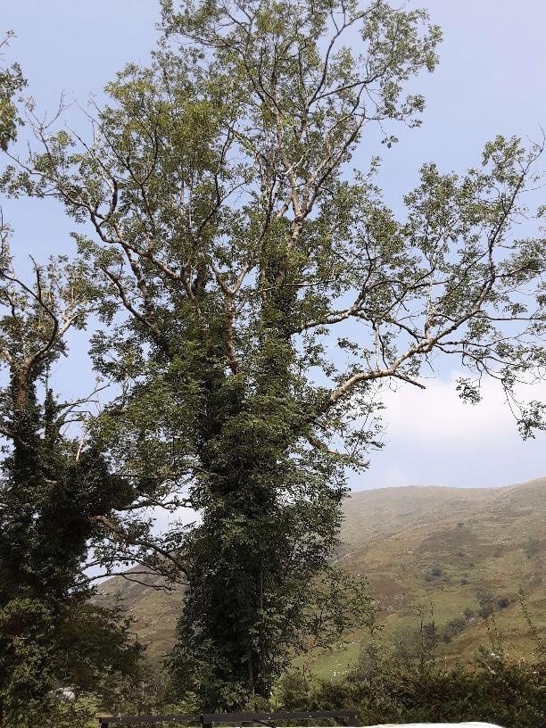 Cyngor Gwynedd (@cyngorgwynedd) on Twitter photo With a significant % of Ash trees likely to die from Ash Dieback Disease over the next few years, Gwynedd Council has appointed a specific team to work on the field and help safeguard the public
More about Ash Dieback disease here: orlo.uk/pSyeV
<a href="/FUW_UAC/">FUW - Undeb Amaethwyr Cymru</a> <a href="/NFUCymru/">NFU Cymru 🚜</a> With a significant % of Ash trees likely to die from Ash Dieback Disease over the next few years, Gwynedd Council has appointed a specific team to work on the field and help safeguard the public
More about Ash Dieback disease here: orlo.uk/pSyeV
<a href="/FUW_UAC/">FUW - Undeb Amaethwyr Cymru</a> <a href="/NFUCymru/">NFU Cymru 🚜</a>