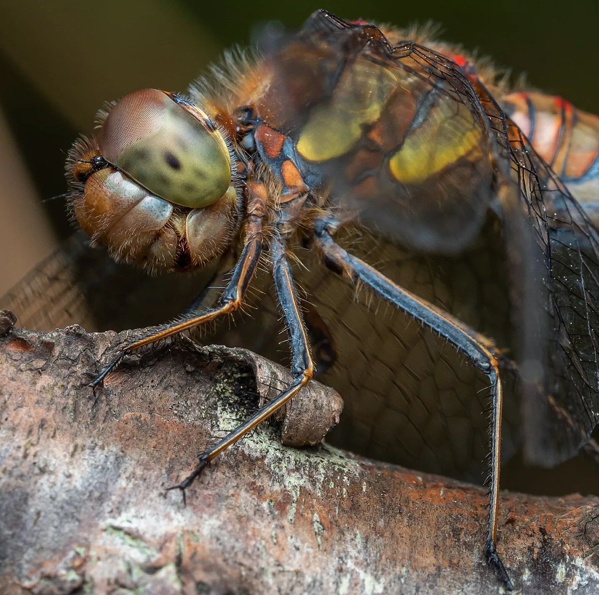 davidha60766557's tweet image. Common darter, link to my IG in bio for loads more #Glasgow #scotland #omsolutions #nature