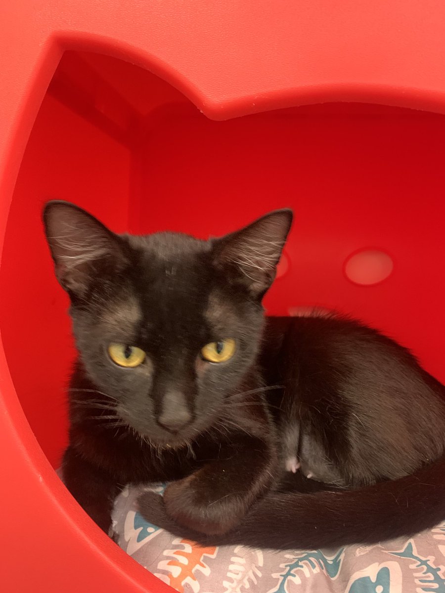 bethcope's tweet photo. ⁦@HamiltonHumane⁩ has several cuddly house panthers who would love you to be their furever home. Meet Greenly who has one white toe. #adoptdontshop #blackcatsrule https://t.co/izbbnMtP17