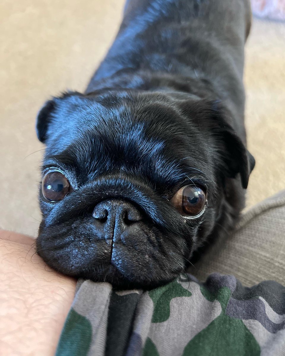 Misfitkris's tweet photo. Our beautiful little Kiwi crossed over rainbow bridge last night ❤️❤️❤️ — ￼feeling heartbroken. #Dog #dogsoftwitter #heartbreak https://t.co/0CWTrJbqpl
