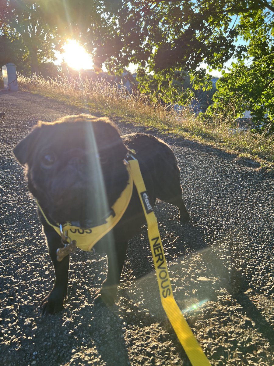 Misfitkris's tweet photo. Our beautiful little Kiwi crossed over rainbow bridge last night ❤️❤️❤️ — ￼feeling heartbroken. #Dog #dogsoftwitter #heartbreak https://t.co/0CWTrJbqpl