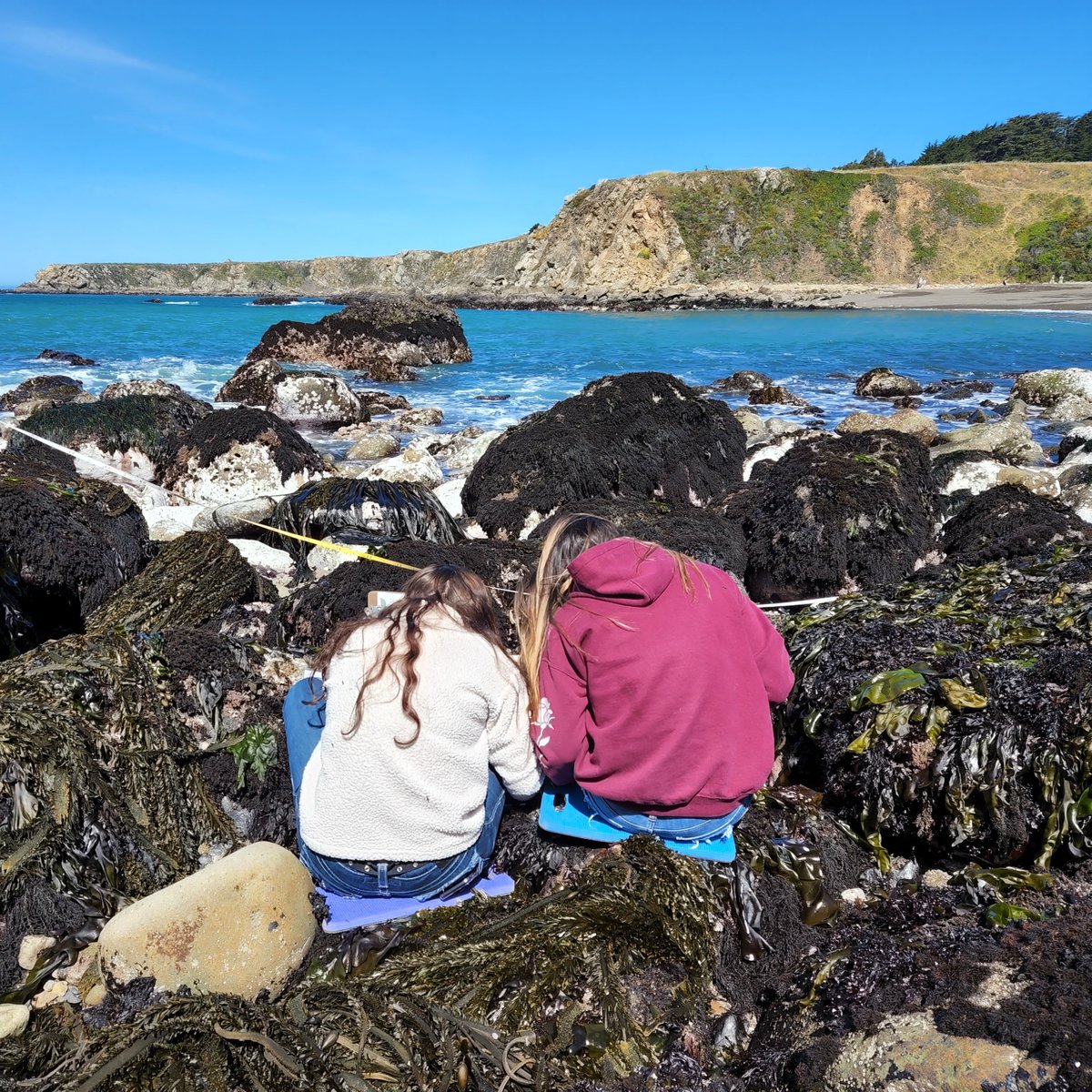 limpetsnews's tweet image. 2022 marks #NOAABWET’s 20th anniversary! This year students along Northern CA’s remote coast participated in #CommunityScience! Trained in #LiMPETS intertidal monitoring, collected biodiversity &amp;amp; sea star data, and assisted in kelp restoration efforts.
#BWET20andGROWING