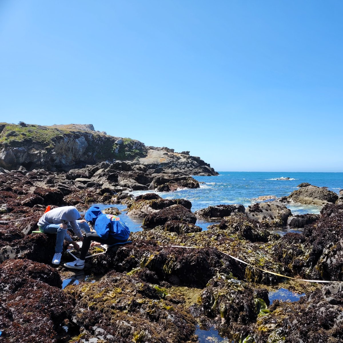 limpetsnews's tweet image. 2022 marks #NOAABWET’s 20th anniversary! This year students along Northern CA’s remote coast participated in #CommunityScience! Trained in #LiMPETS intertidal monitoring, collected biodiversity &amp;amp; sea star data, and assisted in kelp restoration efforts.
#BWET20andGROWING