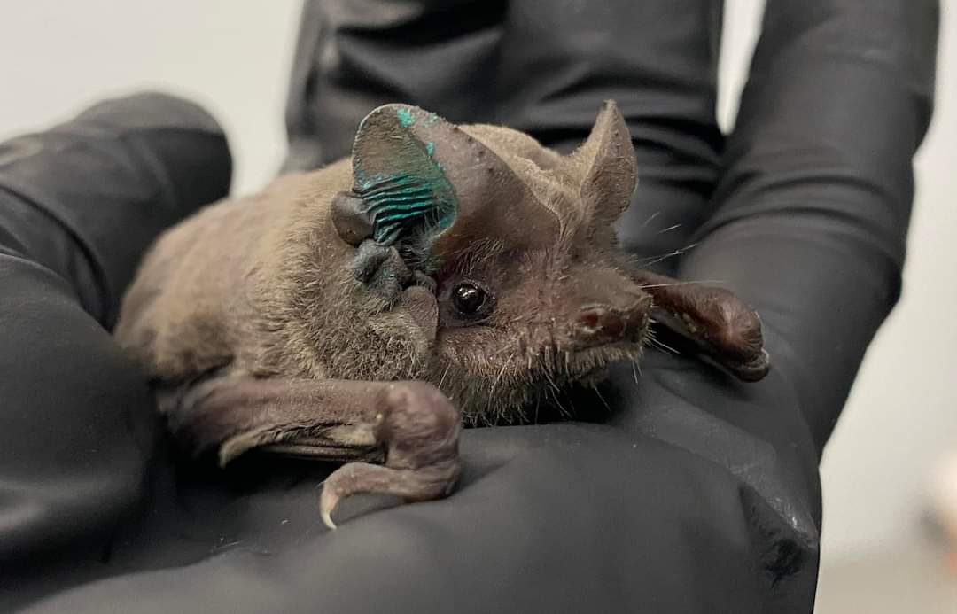 Welcome, Gretchen! 

This young lady was found flying about a local boutique in Mineral Wells, Texas. Gretchen is a juvenile Mexican free-tail, and was likely practicing her flight skills when she ended up inside of the store.