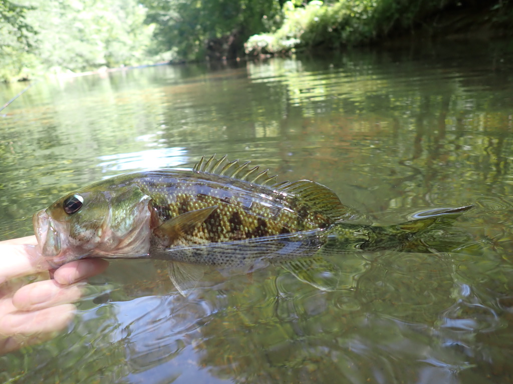 MidSized_Rivers's tweet photo. Spiny dorsal fin of a Warrior Redeye Bass. This species is found only in northwest Alabama's Black Warrior River system, including @TurkeyCreekNP. Also a beautiful wading stream perfect for a family excursion. #NativeFishes https://t.co/JBFNLWnfAg