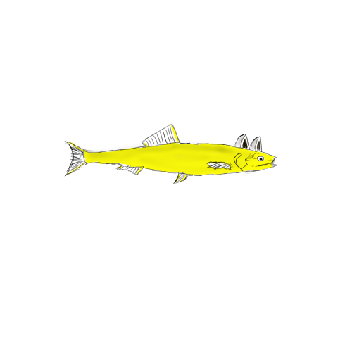 コイキングのtwitterイラスト検索結果 コイキングのtwitterイラスト検索結果
